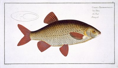 Carpe Rouge (Cyprinus Erithrophthalmus) planche I de 